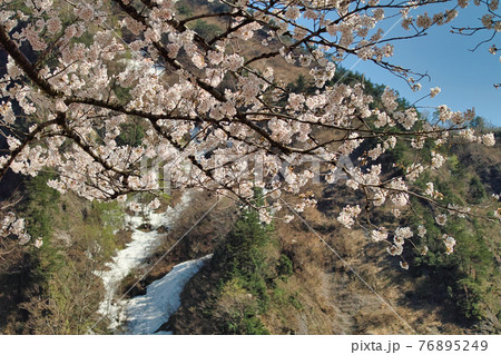 梅花皮荘の桜 梅花皮荘の桜 76895249