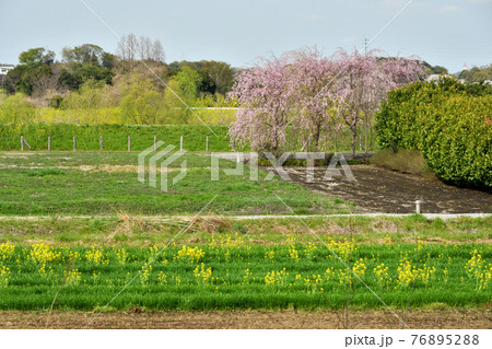 見沼田圃散歩：見沼たんぼ風景 76895288