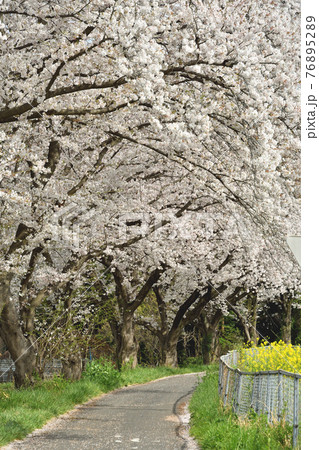 見沼田圃散歩：見沼代用水西縁　桜回廊散策路 76895289