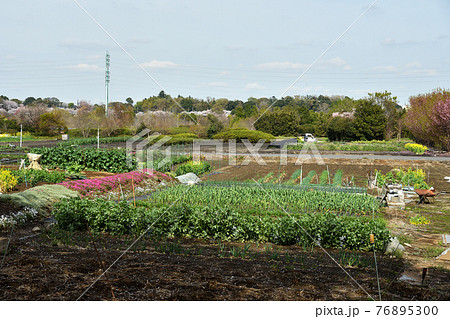 見沼田圃散歩:見沼田んぼ風景 見沼田圃散歩:見沼田んぼ風景 76895300