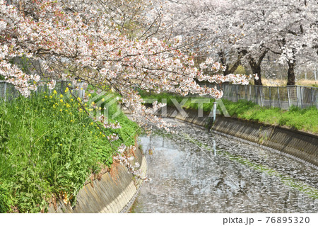 見沼田圃散歩：見沼代用水西縁 76895320