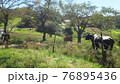 牧場 76895436