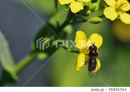 クロヒラタアブ　　ハナアブ 76895564