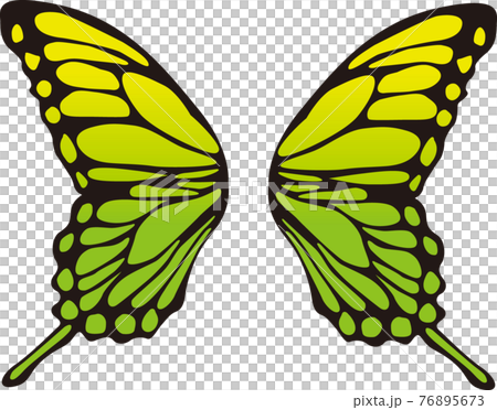 Butterfly feather color material Butterfly feather color material 76895673