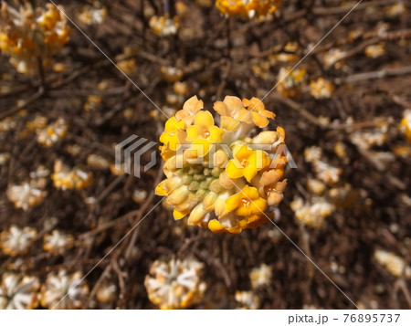 ミツマタ 76895737