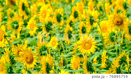 ひまわり畑(飯山市・菜の花公園) ひまわり畑(飯山市・菜の花公園) 76895759