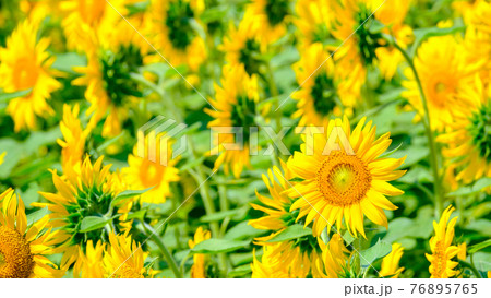 ひまわり畑（飯山市・菜の花公園） 76895765