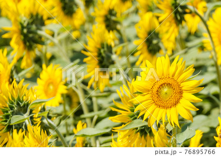 ひまわり畑(飯山市・菜の花公園) ひまわり畑(飯山市・菜の花公園) 76895766