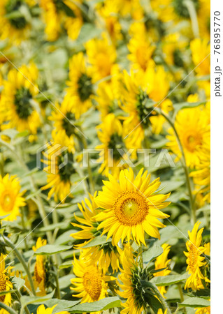 ひまわり畑 飯山市 菜の花公園 の写真素材