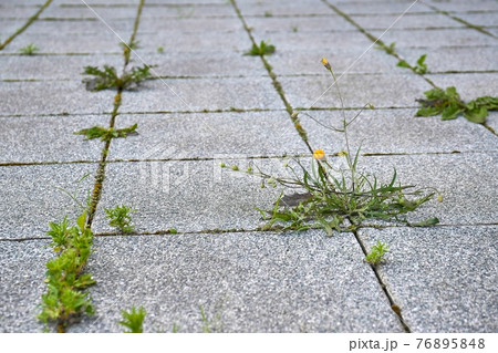 Weed growing in a deserted urban area Weed growing in a deserted urban area 76895848