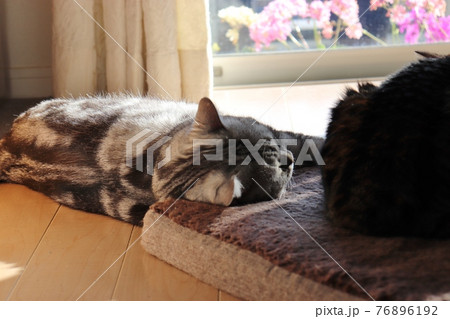 クッションを枕にして窓辺でリラックスして寝る猫アメリカンショートヘアシルバータビー 76896192