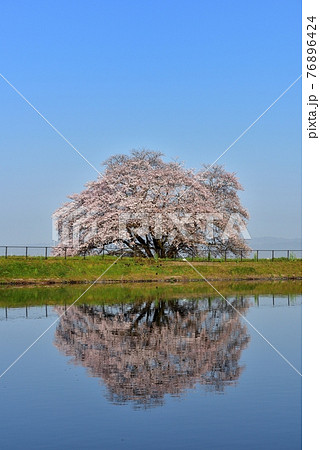 幾坂池の一本桜 76896424