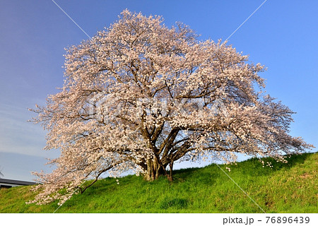 幾坂池の一本桜 幾坂池の一本桜 76896439