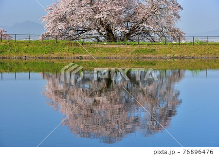 幾坂池の一本桜 76896476