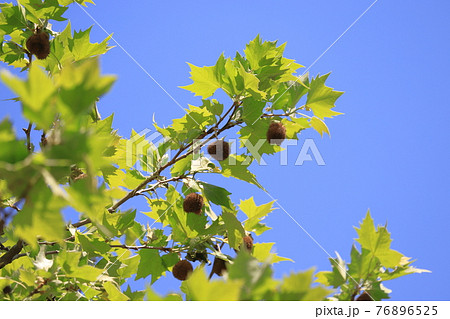 プラタナス ススカケノキ の若葉とかわいい実の写真素材