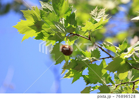 プラタナス(ススカケノキ)の若葉とかわいい実 プラタナス(ススカケノキ)の若葉とかわいい実 76896528