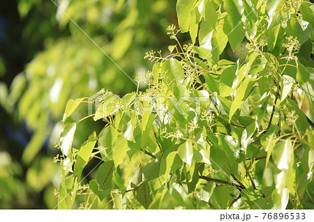 クスノキ の若葉と花 76896533