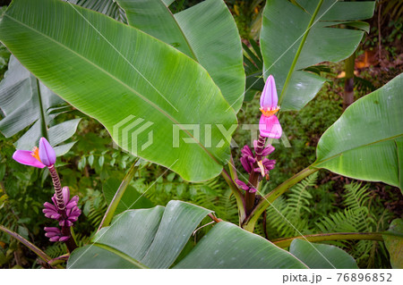 ハワイ島の植物を観賞する。 76896852