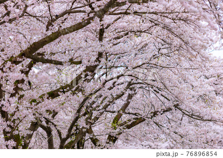 角館の桜 桜並木 桧木内川 角館の桜 桜並木 桧木内川 76896854