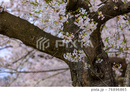 角館の桜　桜並木　桧木内川 76896865