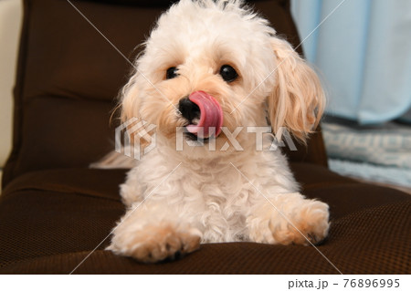 舌なめずりするマルプーの写真素材