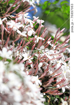 羽衣ジャスミン（ハゴロモジャスミン）の花 76897063