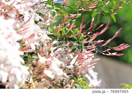 羽衣ジャスミン ハゴロモジャスミン の花の写真素材