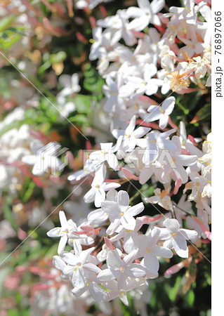 羽衣ジャスミン(ハゴロモジャスミン)の花 羽衣ジャスミン(ハゴロモジャスミン)の花 76897066