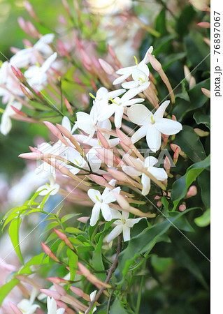 羽衣ジャスミン(ハゴロモジャスミン)の花 羽衣ジャスミン(ハゴロモジャスミン)の花 76897067