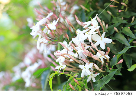 羽衣ジャスミン(ハゴロモジャスミン)の花 羽衣ジャスミン(ハゴロモジャスミン)の花 76897068