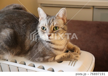 オイルヒーターお上で暖をとる猫アメリカンショートヘアブルータビーの写真素材