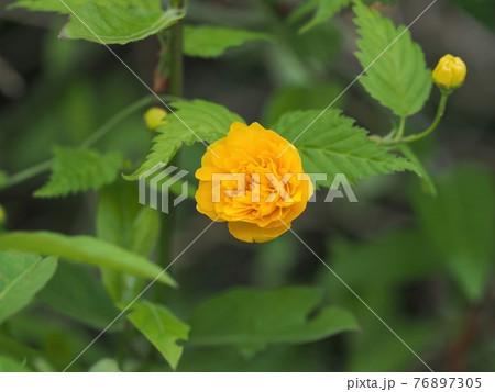 靜靜綻放的八重山吹 照片素材 圖片 圖庫