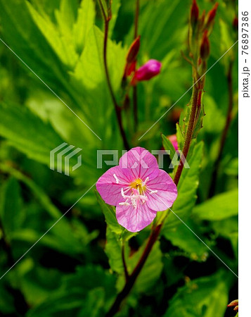 日差しの中の アカバナユウゲショウの花の写真素材