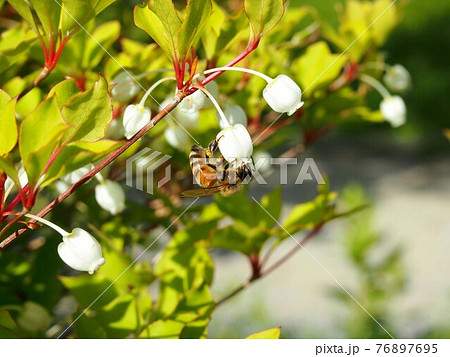 ドウダンツツジの花を覗き込むミツバチ 76897695