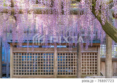 (静岡県)熊野(ゆや)の長藤(ながふじ) (静岡県)熊野(ゆや)の長藤(ながふじ) 76897723