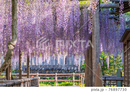 (静岡県)熊野(ゆや)の長藤(ながふじ) (静岡県)熊野(ゆや)の長藤(ながふじ) 76897730