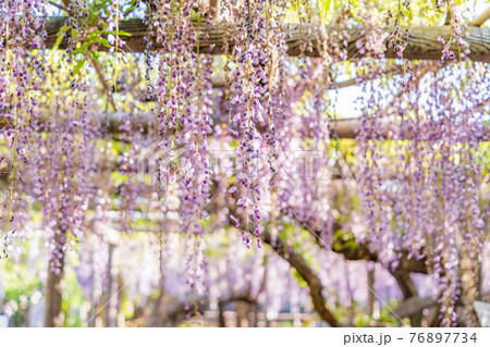 (静岡県)熊野(ゆや)の長藤(ながふじ) (静岡県)熊野(ゆや)の長藤(ながふじ) 76897734