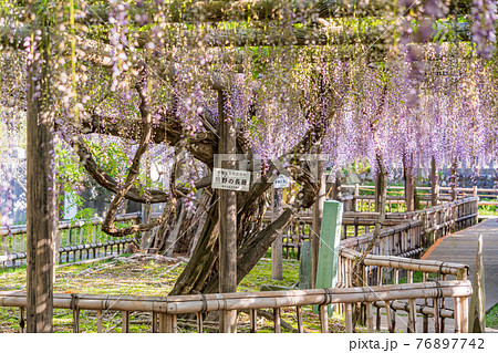 （静岡県）熊野（ゆや）の長藤（ながふじ） 76897742