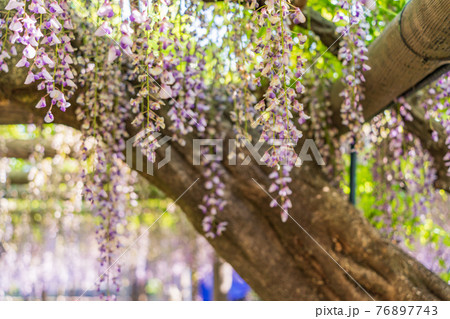 (静岡県)熊野(ゆや)の長藤(ながふじ) (静岡県)熊野(ゆや)の長藤(ながふじ) 76897743