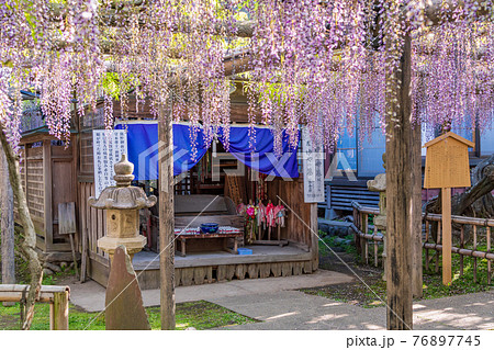 (静岡県)熊野(ゆや)の長藤(ながふじ) (静岡県)熊野(ゆや)の長藤(ながふじ) 76897745