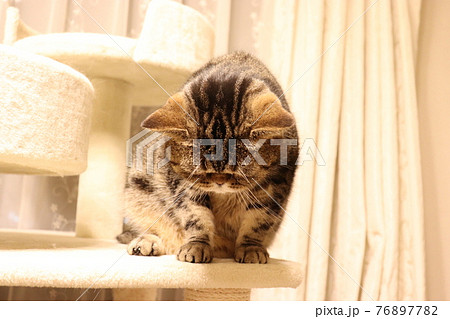 ごめんなさいと頭を下げて謝る猫アメリカンショートヘアブラウンタビーの写真素材 7677