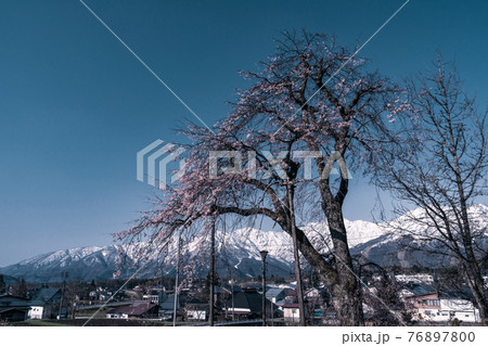 晩春 晩春 76897800