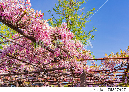 (静岡県)熊野(ゆや)の長藤(ながふじ) 赤富士 (静岡県)熊野(ゆや)の長藤(ながふじ) 赤富士 76897907