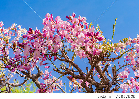 （静岡県）熊野（ゆや）の長藤（ながふじ）　赤富士 76897909