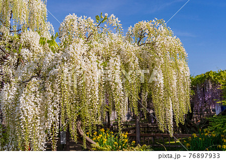 （静岡県）熊野（ゆや）の長藤（ながふじ）　白藤 76897933