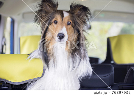 車の後部座席から顔を出す飼い犬 シェルティお出かけイメージ 車の後部座席から顔を出す飼い犬 シェルティお出かけイメージ 76897935