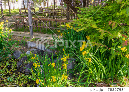 (静岡県)行興寺の境内の緑 (静岡県)行興寺の境内の緑 76897984
