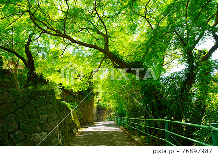 新緑の裏参道　八栗寺(四国八十八箇所第85番礼所) 76897987