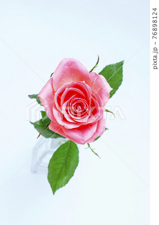 凛としたバラ 76898124