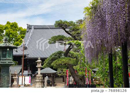 葛井寺 藤棚と本堂(大阪府藤井寺市藤井寺) 葛井寺 藤棚と本堂(大阪府藤井寺市藤井寺) 76898126